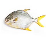 金鲳鱼(大)
