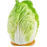 大白菜