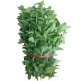 枸杞叶