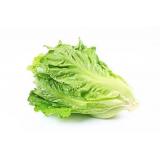 生菜