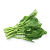 本地油菜